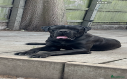 Cane Corso dogs for stud: PURE CANE CORSO FOR STUD BIG BONED - Image 5