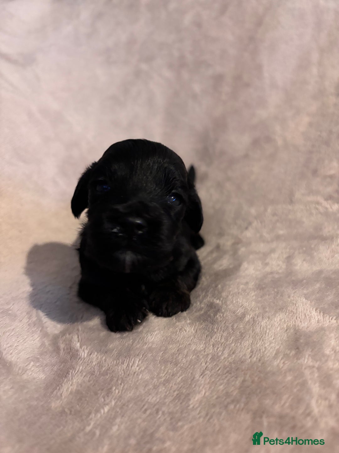 Mixed Breed dogs for sale: Gorgeous Puppies for sale - Image 2