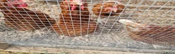 Chickens poultry for sale: LayingvChickens for sale  - Advert 5
