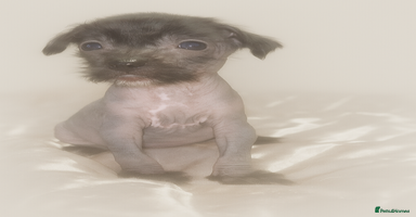 Chinese Crested dogs - Advert 11