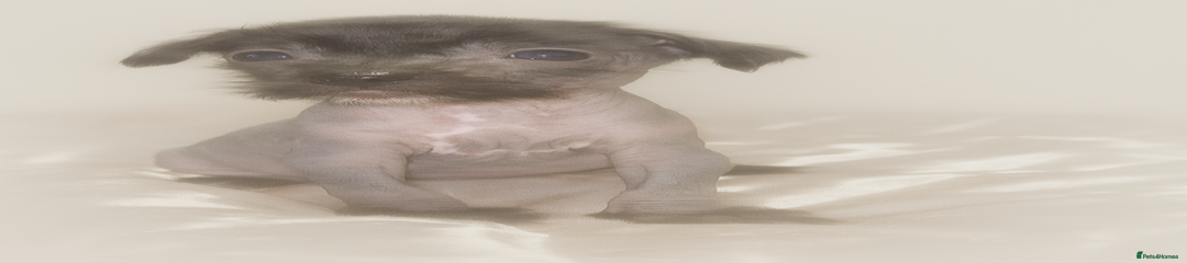 Black hairless 