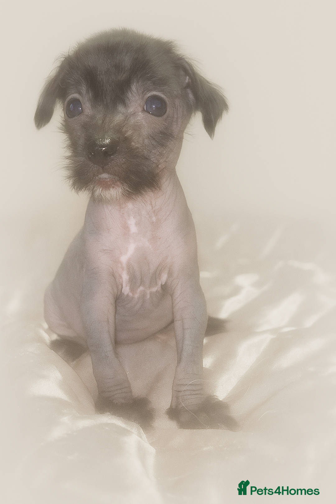 Chinese Crested dogs for sale: Pure Chinese crested puppies - Image 2