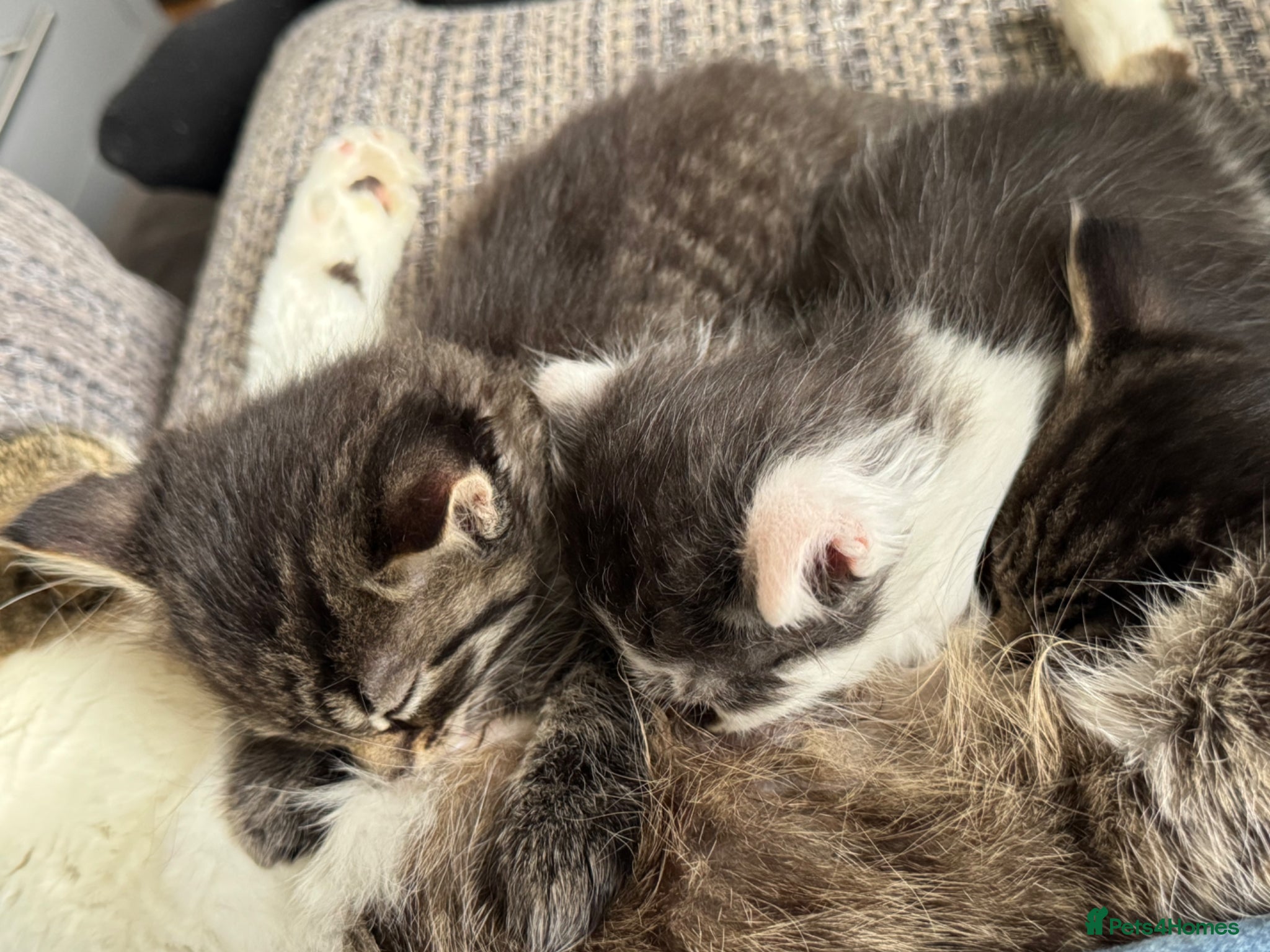 Mixed Breed cats for sale: 3 gorgeous kittens for sale - Advert 16