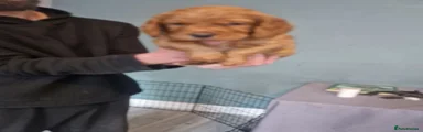 Cocker Spaniel 1