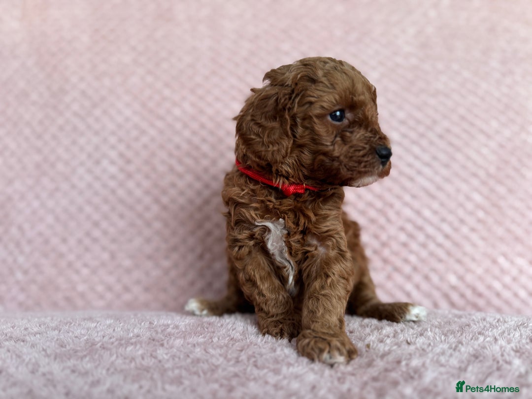 Cavapoo dogs for sale: Health tested F1b Cavapoo puppies - Advert 3