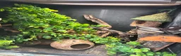 Gecko reptiles for sale: Dalmation Crested gecko in Hassocks - Advert 3