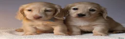 Miniature Dachshund dogs for sale: 5*Licensed+CREAMLONGHAIR+KCreg+PRACLEAR+Vetchecked - Advert 11