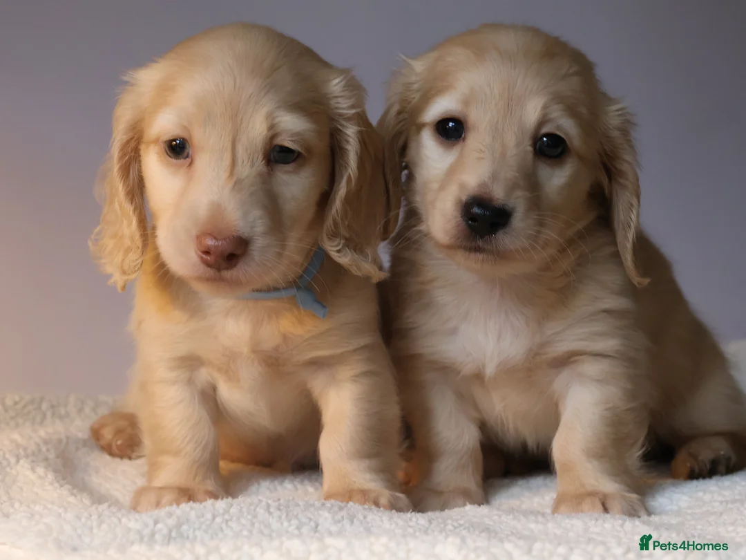 Miniature Dachshund dogs for sale: 5*Licensed+CREAMLONGHAIR+KCreg+PRACLEAR+Vetchecked - Advert 11