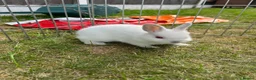 Netherland Dwarf rabbits for sale: Netherland Dwarf Baby rabbits - Advert 6