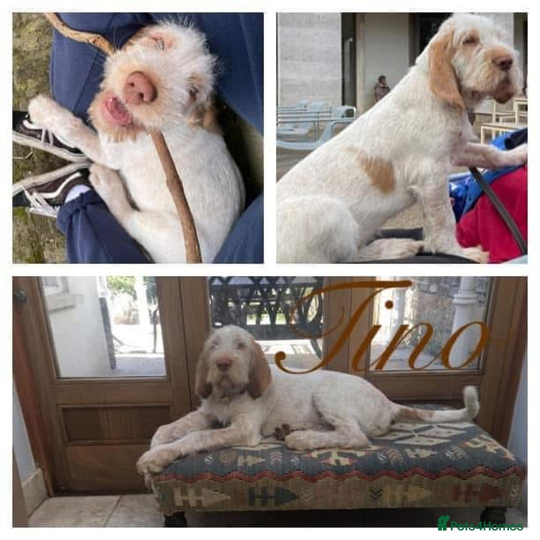 Italian Spinone dogs for sale: ITALIAN SPINONE WAITING LIST OPEN -DUE OCT - Image 28