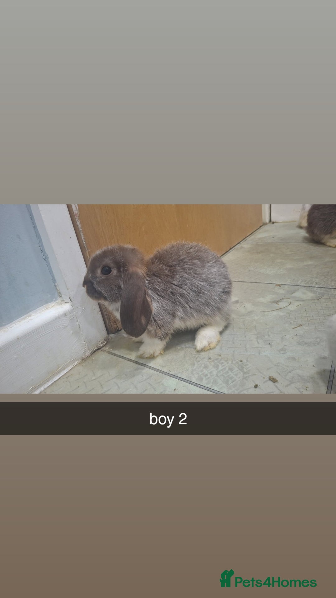 Mini Lop rabbits for sale: 5 beautiful mini lops, 3 boys, 2 girls - Advert 5