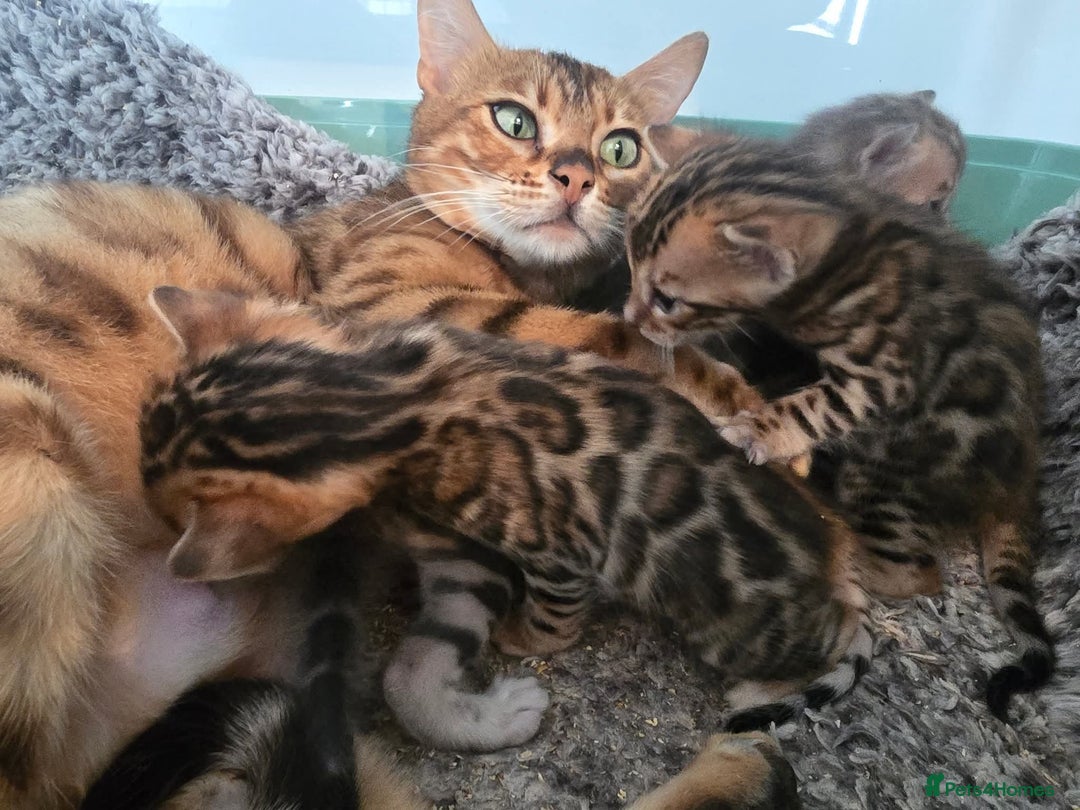 Bengal cats for sale: Registered Pure Bengal Babies Browns and Blues  - Image 10