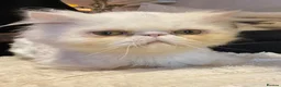 Persian cats for sale: Persian boy  - Advert 5