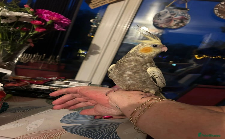 Cockatiels birds - Advert 1