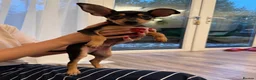 Miniature Pinscher dogs for sale: Miniature Pinscher 10 weeks - Rehome - Advert 2