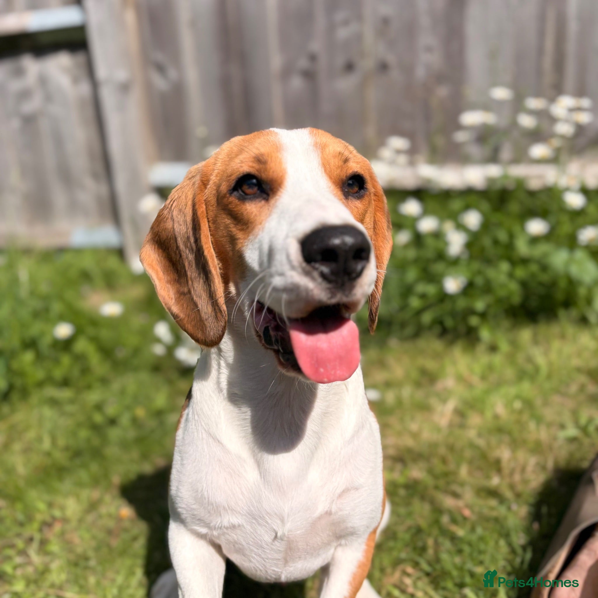 Beagle dogs 10 month old male beagle  - Advert 4