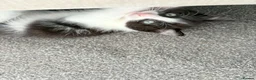Mixed Breed cats for sale: Ragdoll-X-BSH - Advert 35