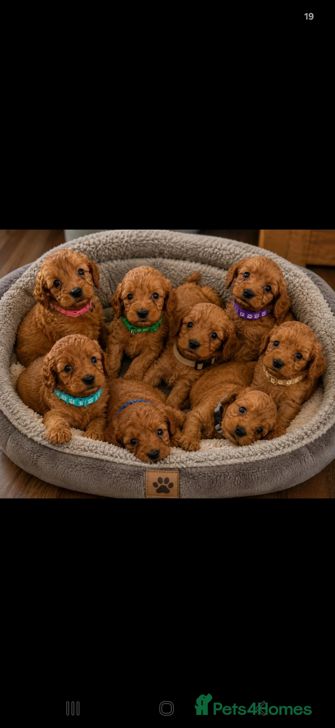 Cockapoo dogs for sale: Cockapoo puppies - Advert 2
