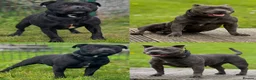 Staffordshire Bull Terrier dogs for sale: KC Health Tested Staffordshire Bull Terriers - Advert 18