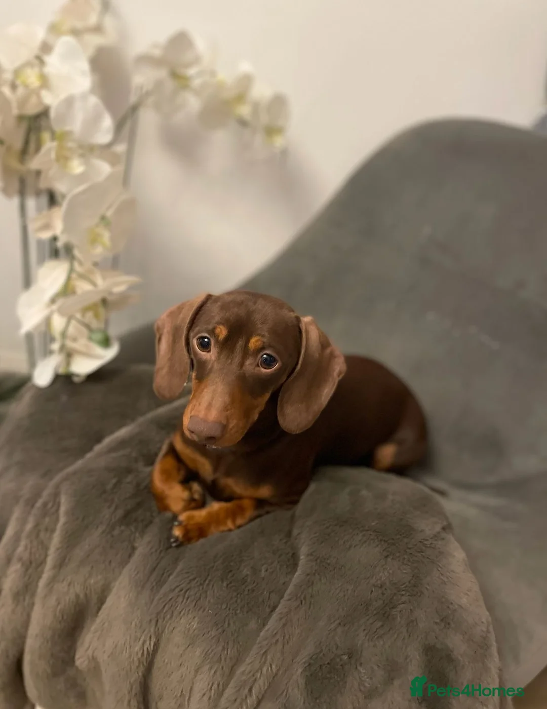 Miniature Dachshund dogs for stud: Proven stud, KC registered, fantastic temperament in Lichfield - Advert 2