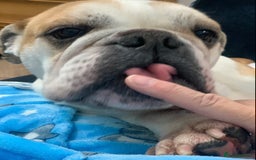 English Bulldog dogs for sale: Beautiful breed standard 7 year old girl  - Image 5