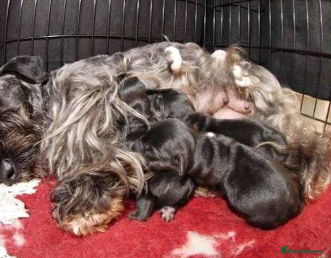 Yorkshire Terrier dogs for sale: 🐾Gorgeous yorkshire terriers puppies  - Advert 2