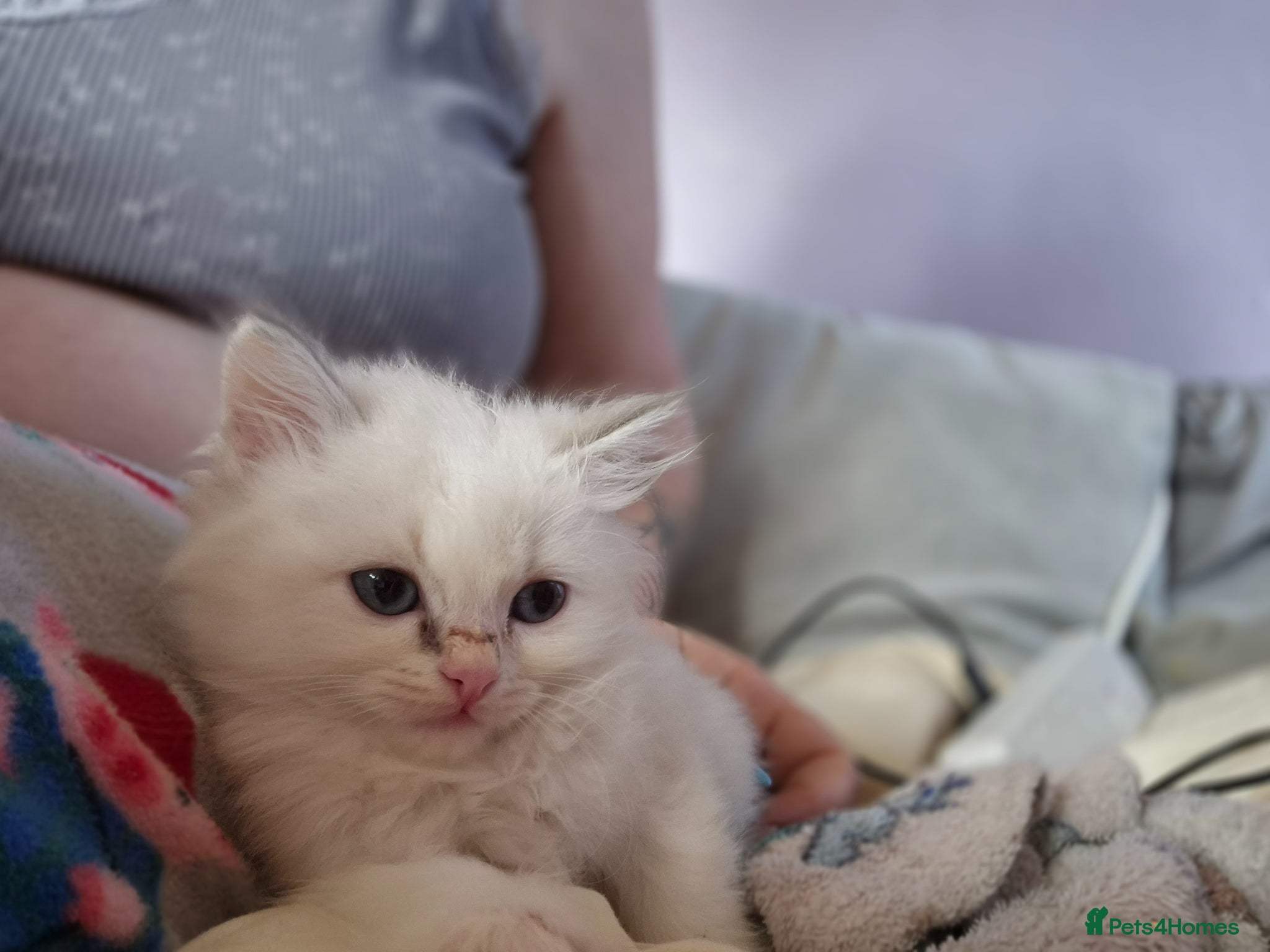 Mixed Breed cats Ragdoll cross persians  - Advert 12