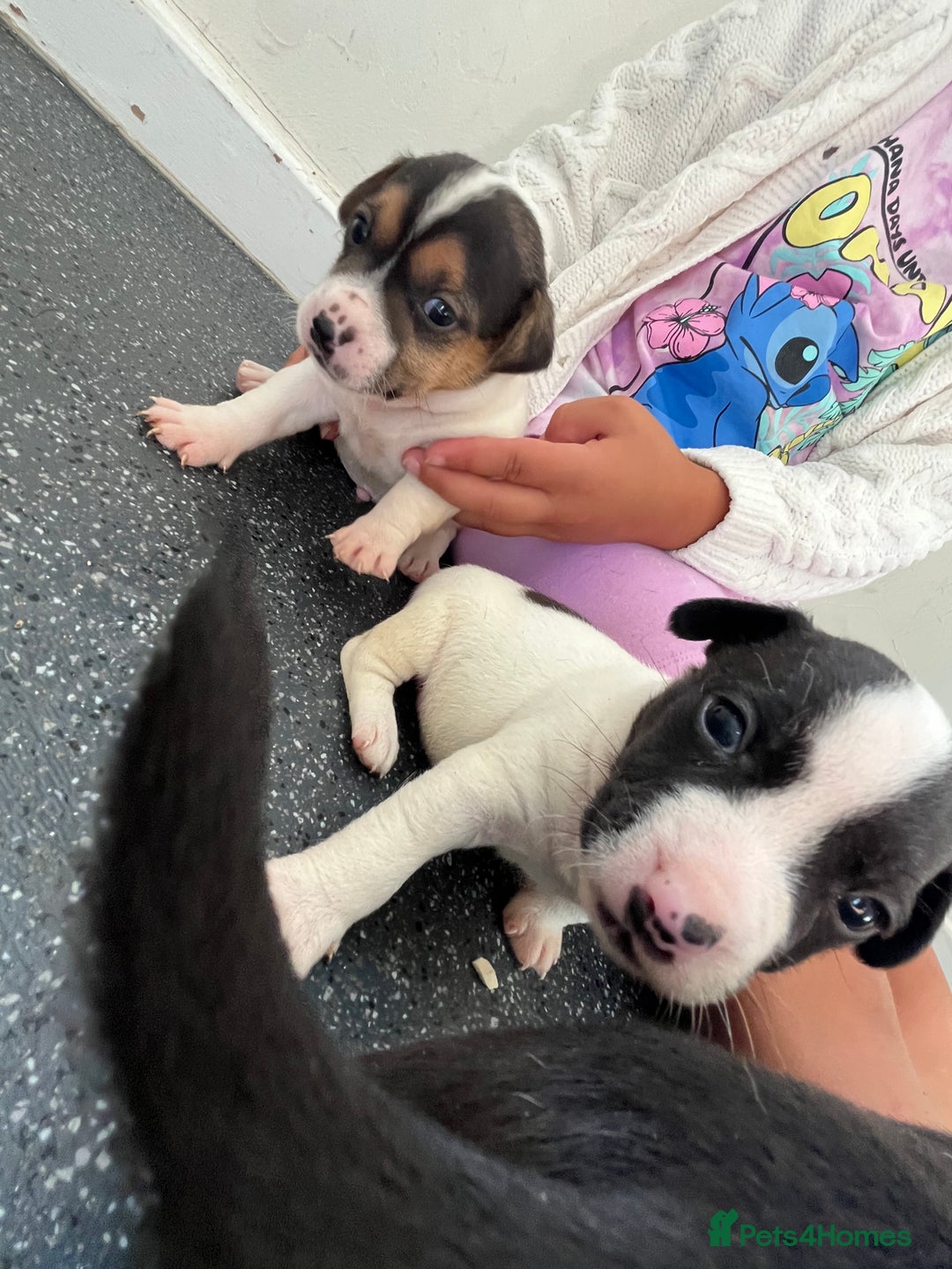 Jack Russell dogs for sale: 2 puppies for sales - Image 11