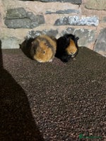 Guinea Pig rodents - Advert 5
