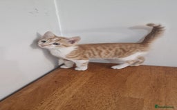 Mixed Breed cats for sale: Mixed Kitten  - Image 5