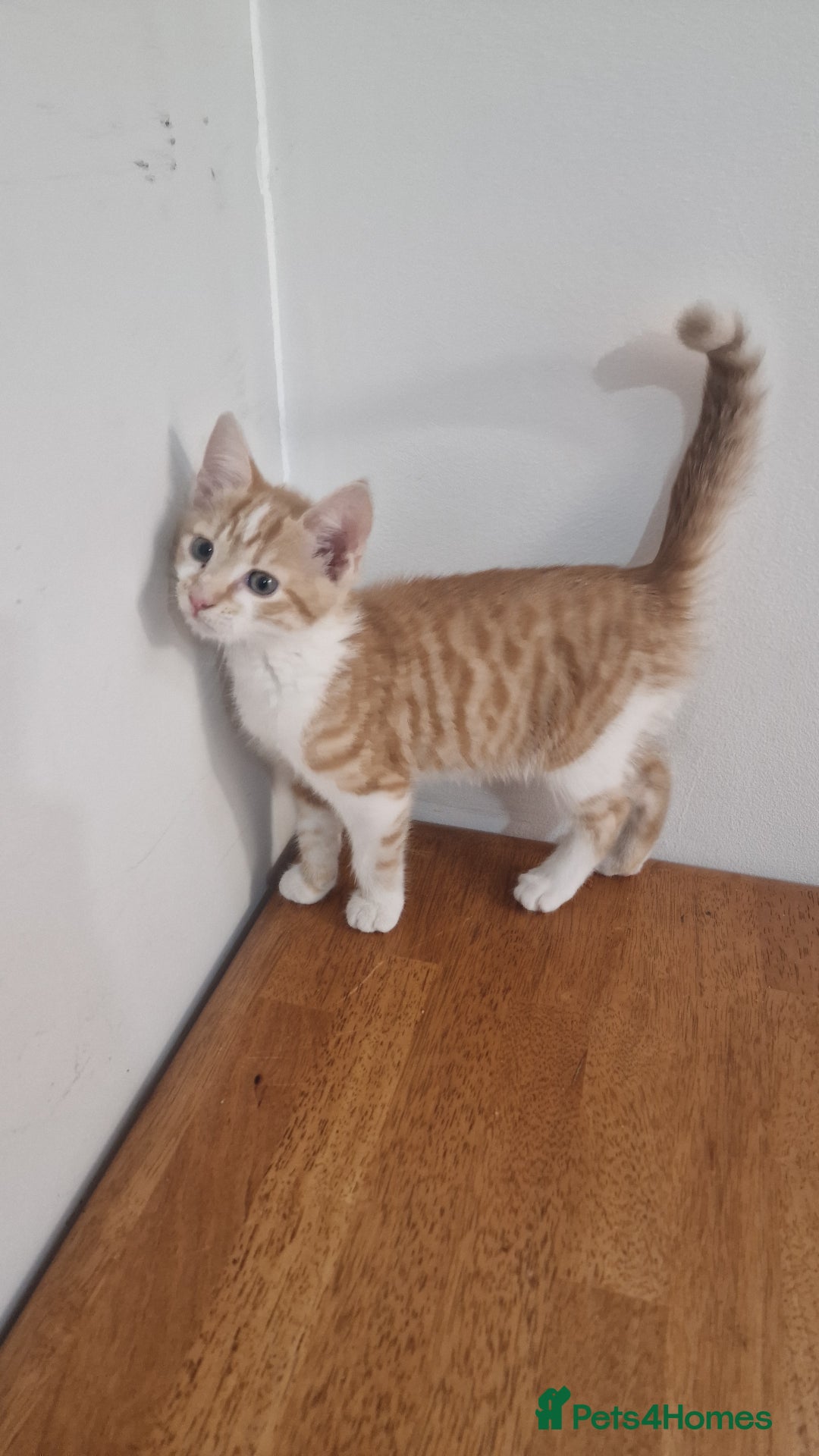 Mixed Breed cats for sale: Mixed Kitten  - Image 5