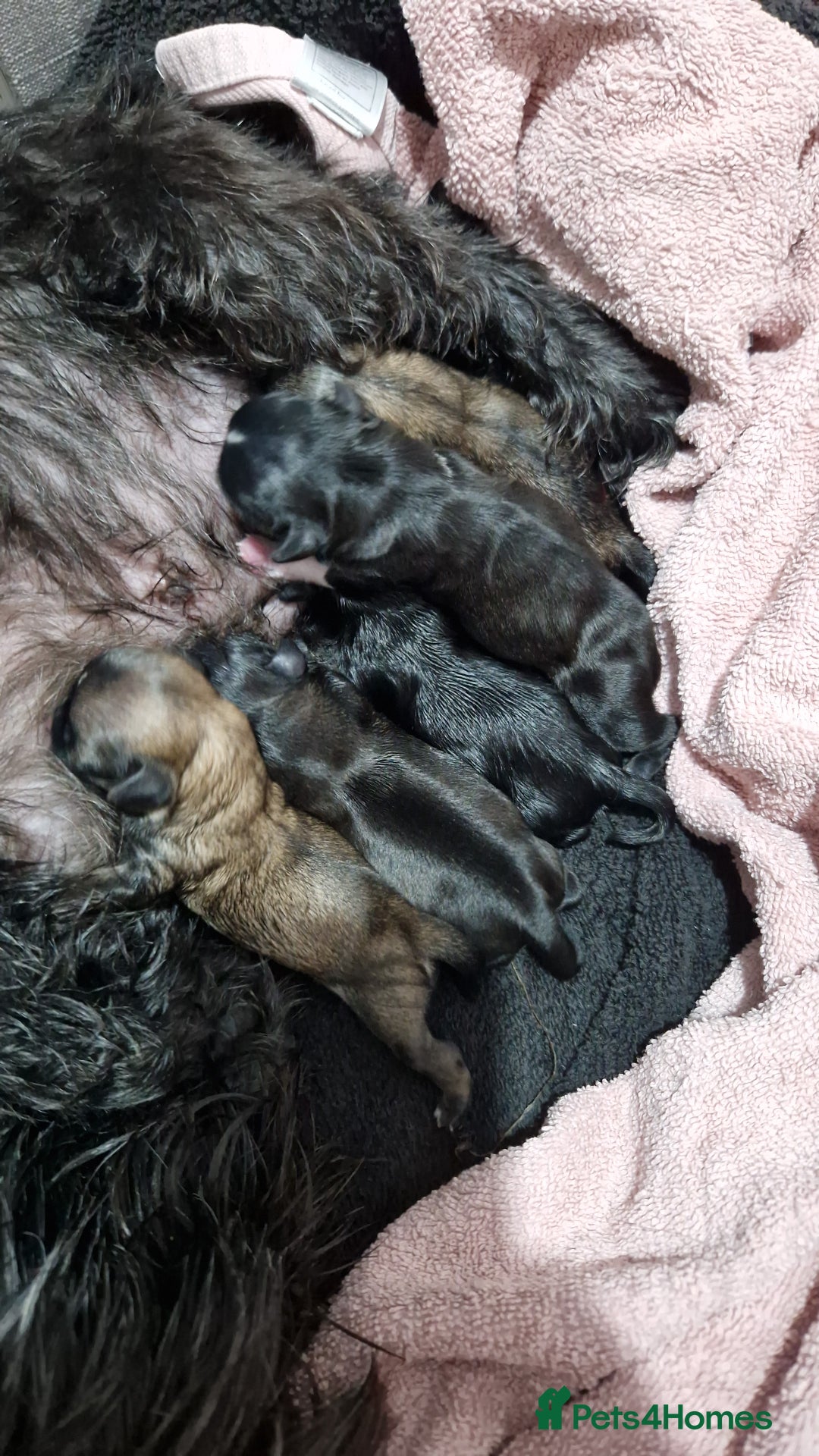 Malshi dogs for sale: Beautiful malshi puppies  - Image 6
