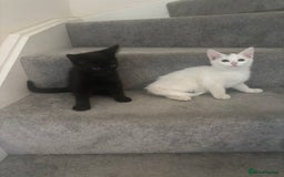 Mixed Breed cats for sale: 2 gorgeous boy left  - Image 18