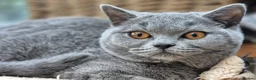 British Shorthair cats for sale: Stunning BSH kitten GCCF Reg Champion sired - Advert 3