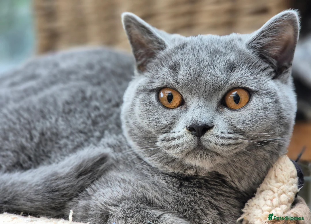 British Shorthair cats for sale: Stunning BSH kitten GCCF Reg Champion sired - Advert 3