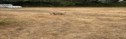 Mixed Breed dogs for sale: Cocker x Jack Russell  in Southampton - Advert 4