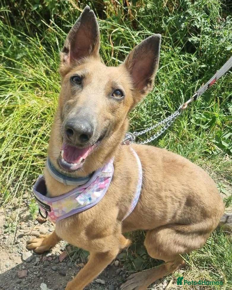 Mixed Breed dogs Maple, crossbreed for adoption  - Advert 2
