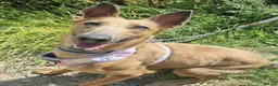 Mixed Breed dogs for adoption: Maple, crossbreed for adoption  - Advert 2