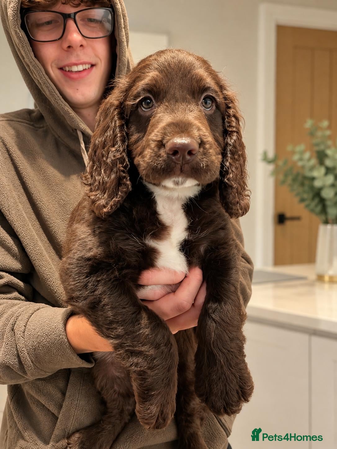 Mixed Breed dogs 1 Sproodle boy ready to find a forever home! - Advert 14