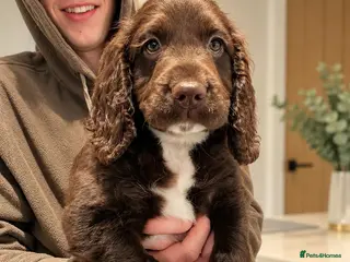 Mixed Breed dogs 1 Sproodle boy ready to find a forever home! - Advert 14