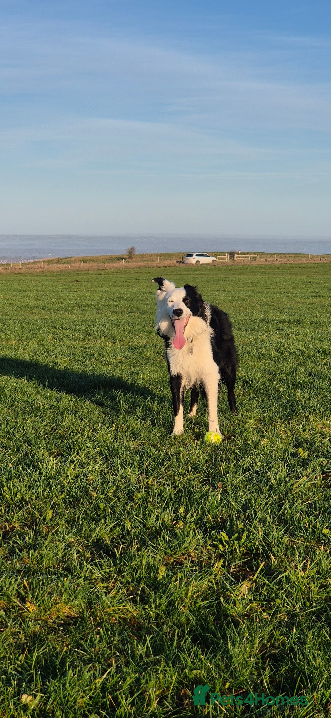 Border Collie dogs for sale: Border Collie 'Bandit' looking for a good home - Advert 3