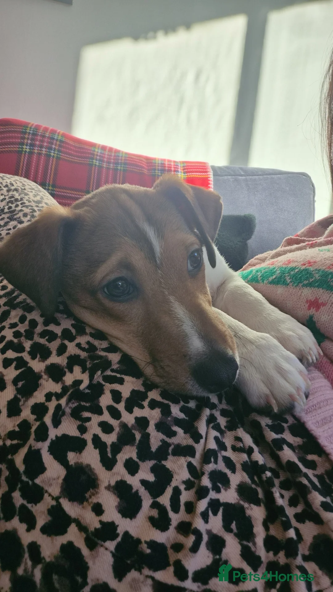 Jack Russell dogs for sale: Rocky the Jack russell - Advert 3