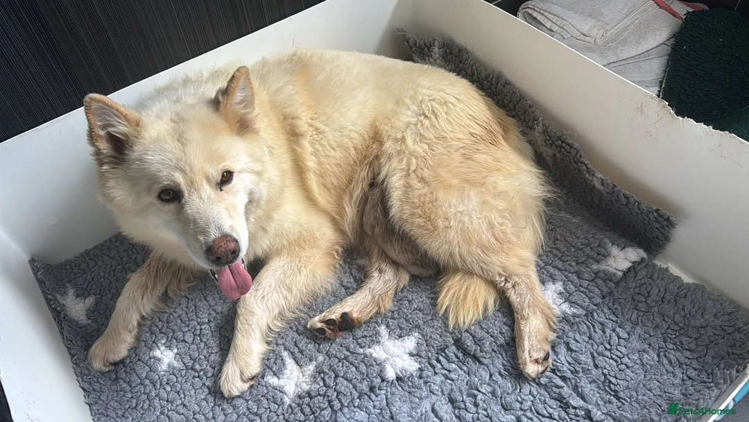 Saarloos Wolfdog dogs for sale: Amazing Low Content Wolfdog Puppy  - Advert 2