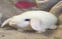 Mini Lop rabbits for sale: 8 beautiful friendly baby mini lops  - Image 16