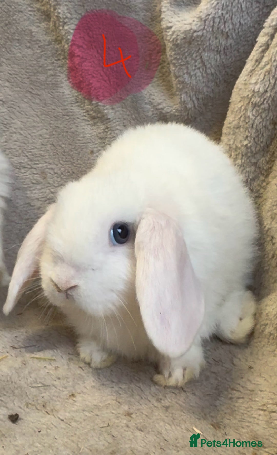 Mini Lop rabbits for sale: 8 beautiful friendly baby mini lops  - Image 16