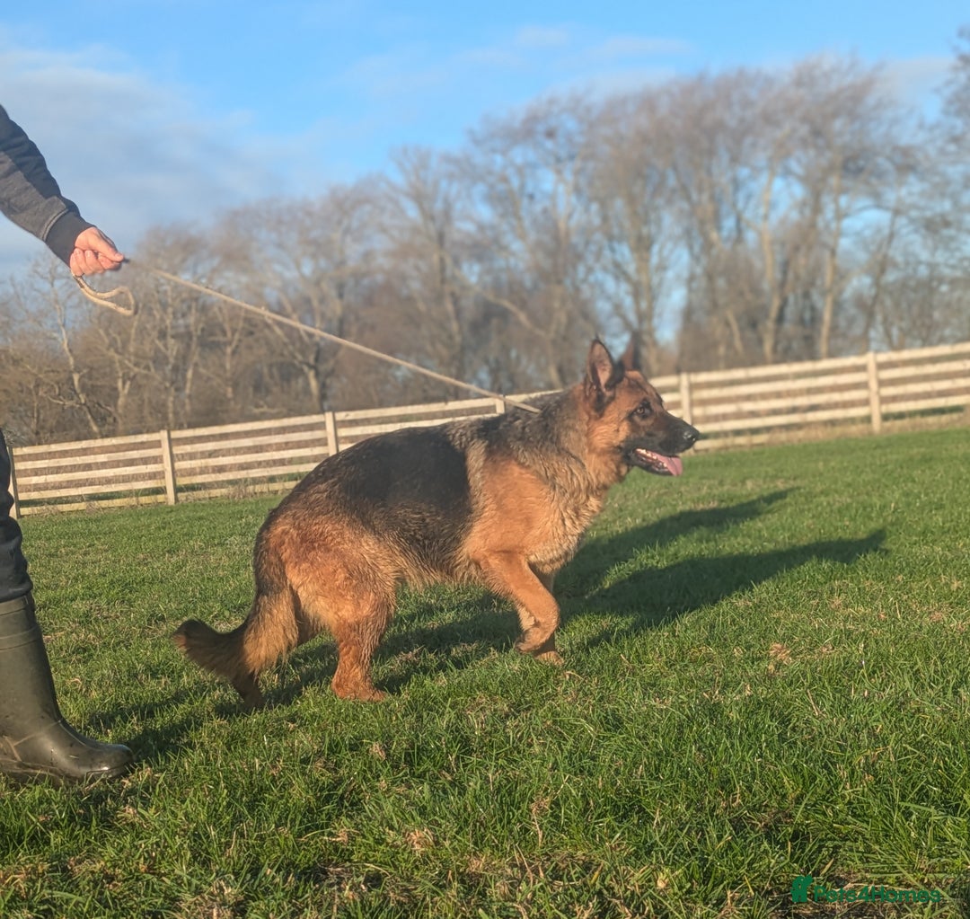 German Shepherd dogs for sale: Champion Bred, KC Health Tested Import Female - Advert 4