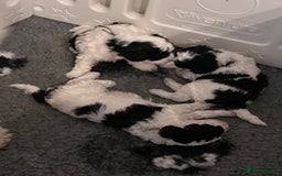 Miniature Poodle dogs for sale: Parti Miniature Poodles - Image 4