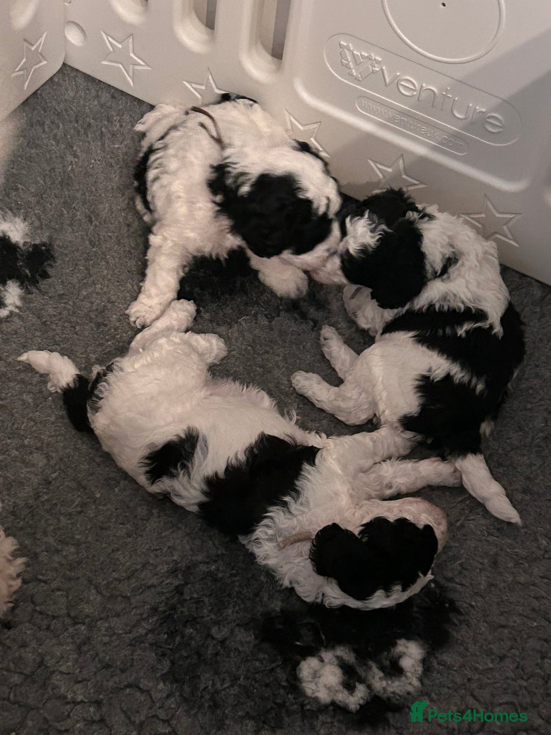 Miniature Poodle dogs for sale: Parti Miniature Poodles - Image 4