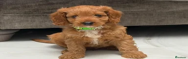 Cavapoo 4