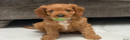 Cavapoo dogs for sale: 5⭐️licensed Breeder, outstanding F1 cavapoo’s  - Advert 17